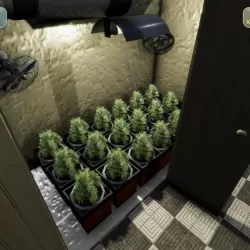 Medicinal Herbs - Cannabis Grow Simulator