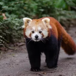 Little Panda: Animal Family